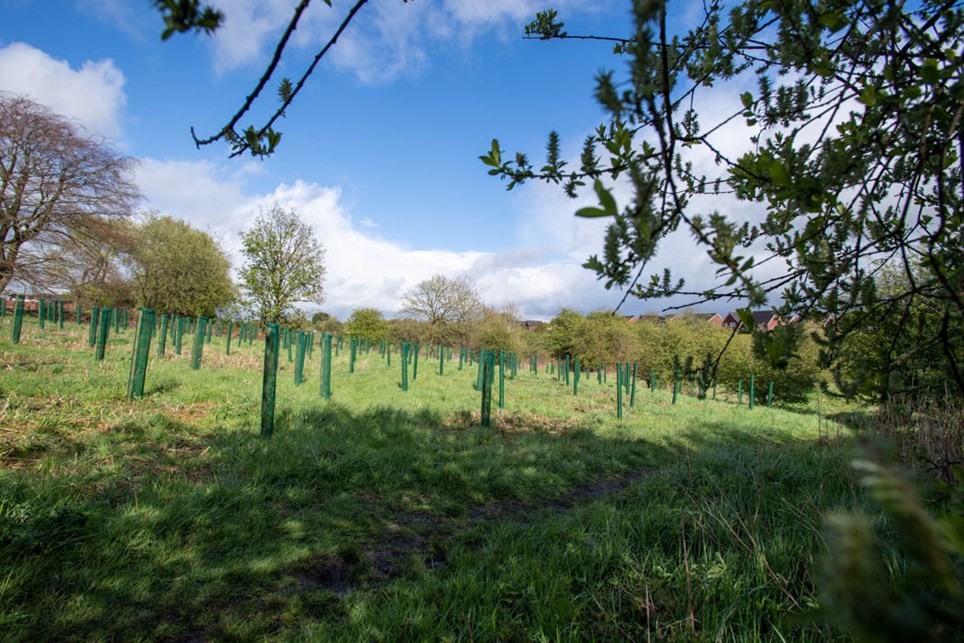 Tree planting in Westhoughton