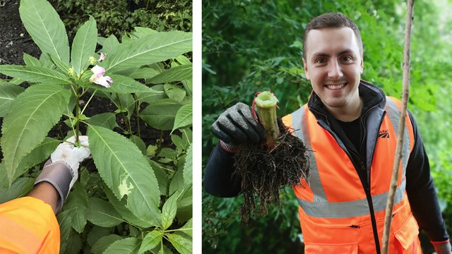 Volunteers help stop one of UK’s most invasive plants at beauty spot: Himalayan Balsam bashing at Gatley Carrs nature reserve in Stockport