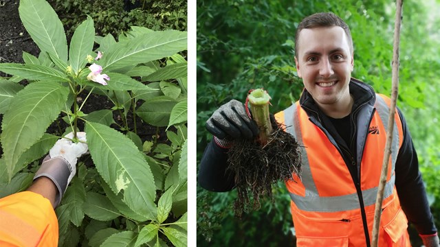 Himalayan Balsam bashing at Gatley Carrs nature reserve in Stockport: Himalayan Balsam bashing at Gatley Carrs nature reserve in Stockport