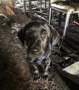 Loki investigating