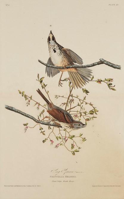 Print depicting Song Sparrows from Birds of America, by John James Audubon. Image © National Museums Scotland
