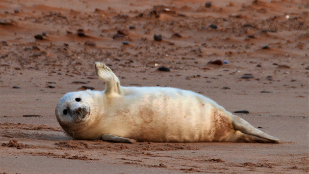 Visitors reminded of guidance with record number of seal pups at Forvie: Waving pup at Forvie ©Danny Bean/NatureScot