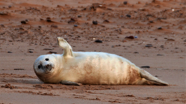 Waving pup at Forvie ©Danny Bean/NatureScot