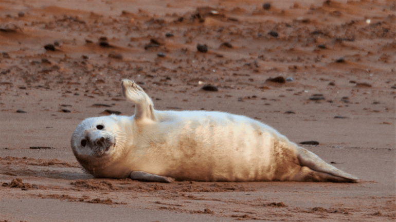 Help Forvie seal pups this season