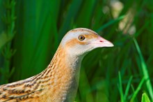 Corncrake in a wetland area, South Uist, Western Isles Area - Lorne Gill-SNH