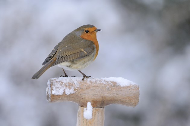 Robin perching on a snow covered spade handle ©Fergus Gill