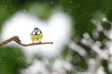 A blue tit sitting on branch with snow in background ©Lorne Gill/NatureScot