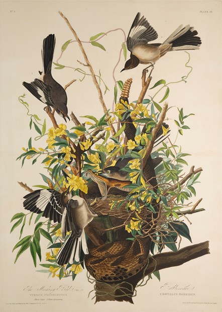 Print depicting Mocking Birds from Birds of America, by John James Audubon. Image © National Museums Scotland