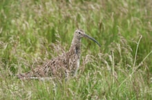 Curlew in long grass ©Lorne Gill-NatureScot