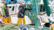 Peterhead Fishing 224 - Large-2: Peterhead Fishing 224 - Large-2