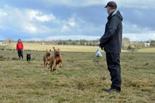 Dog walkers: Dog walkers. Copyright SNH/Lorne Gill. Free one-time use.