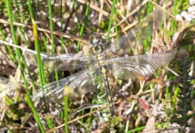 White faced darter dragonfly © British Dragonfly Society: A newly emerged white-faced darter resting among grasses and heather. Image credit: British Dragonfly Society.