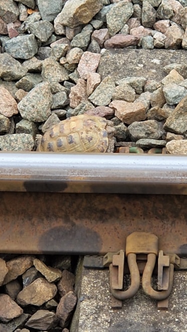 Tortoise at Bicester North