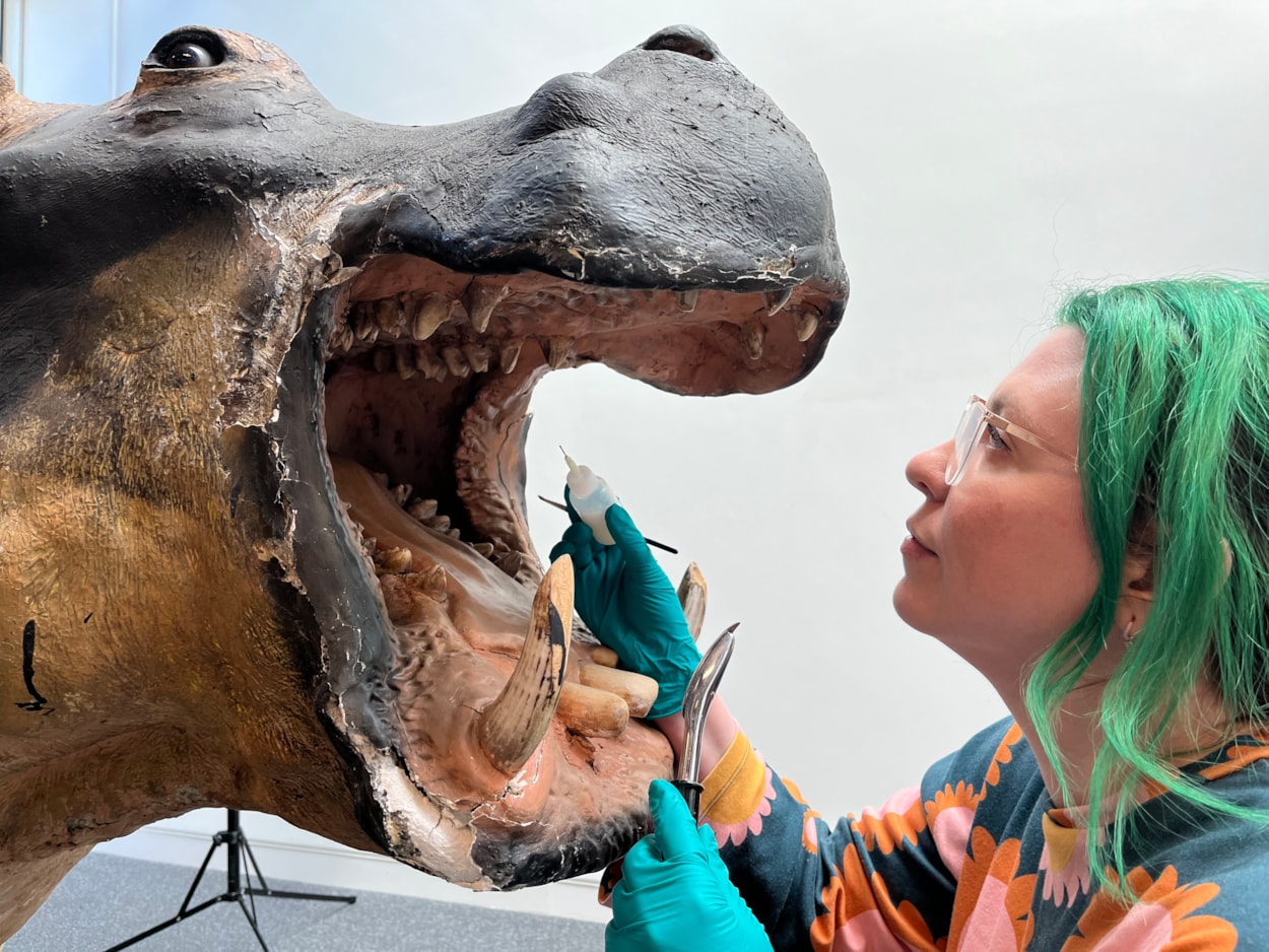 Hippo conservation: Lucie Mascord, a specialist conservation officer at Lancashire County Council's Conservation Studios made the trip to Leeds to carry out the work on Billie, the 99 year-old hippo at Leeds Discovery Centre.