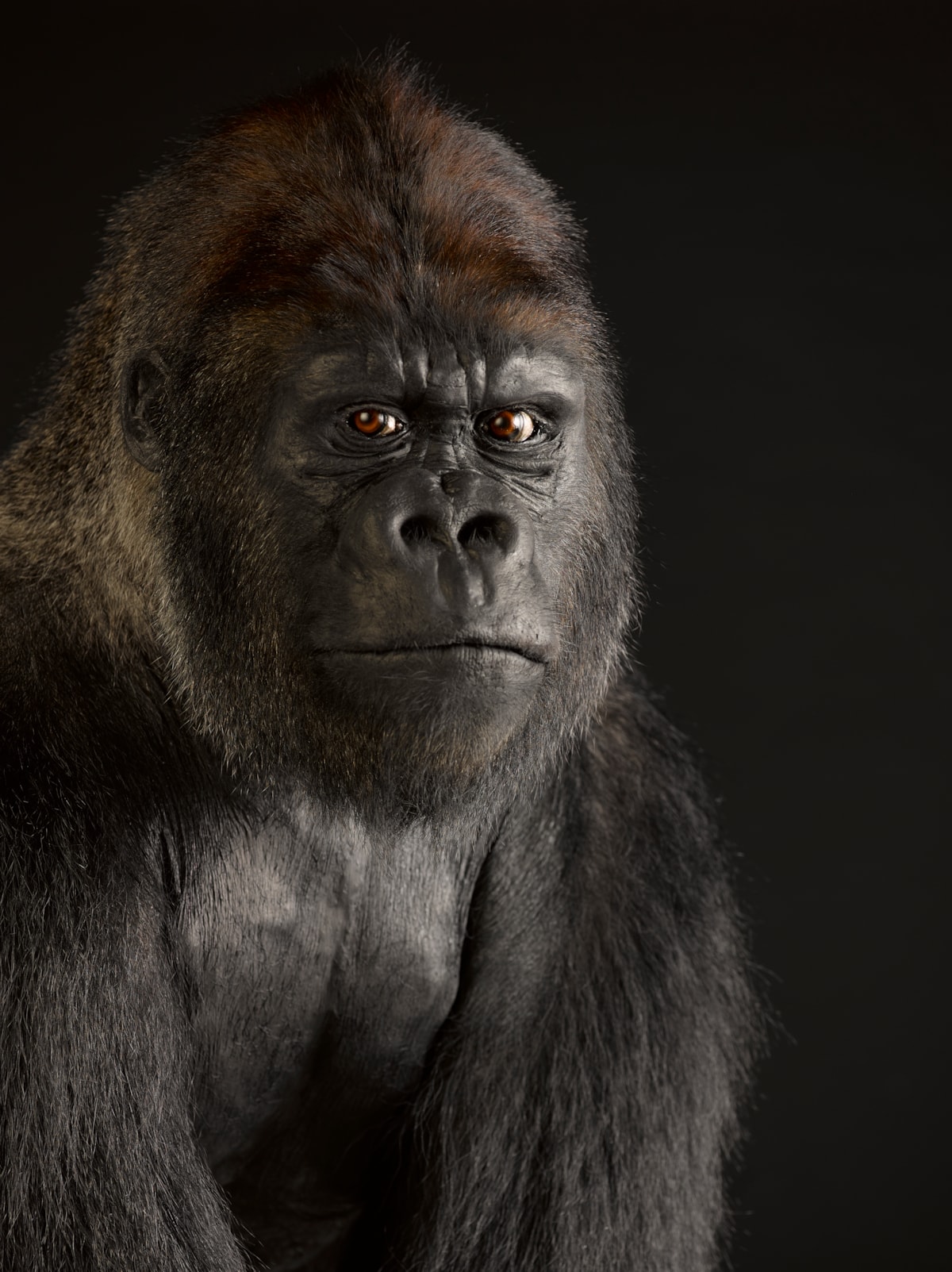 Western lowland gorilla. Copyright National Museums Scotland (1)