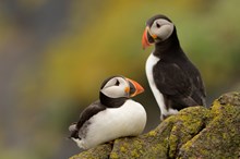 Puffins on the Isle of May NNR: Puffins on the Isle of May NNR ©Lorne Gill/SNH