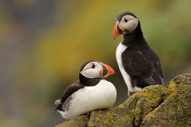 Take inspiration from nature this Valentine’s Day: Puffins on the Isle of May NNR