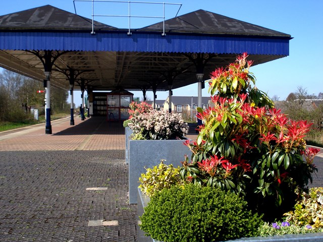 Walkden station planters: Pieris plants in full colour of the station platform