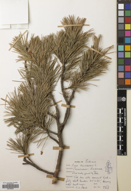 Scots pine digitised by Royal Botanic Garden Edinburgh