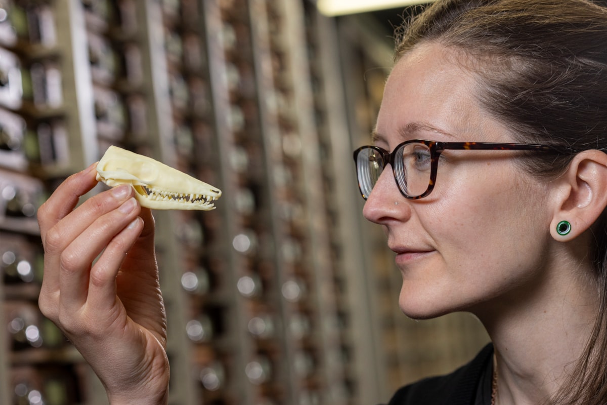 National Museums Scotland's Dr Elsa Panciroli with enlarged, 3D printed models of krusatodon kirtlingtonensis skeletons. Photo (c) Duncan Mc Glynn (2)