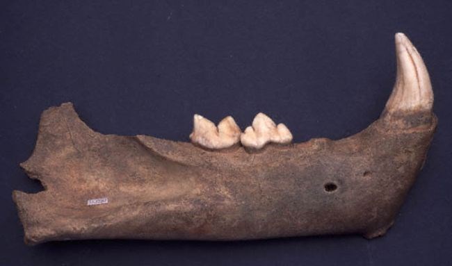 Lion Jaw: A jaw from a Cave Lion, found in Pin Hole Cave at Creswell Crags. It is up to 50,000 years old. © Creswell Crags Museum and Visitor Centre. Code Cracker players can explore a prehistoric cave and find out more about animals like this.