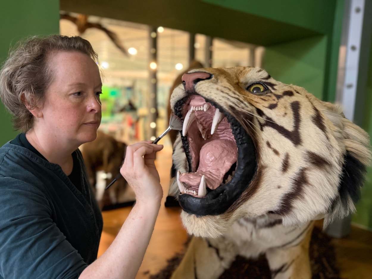 Leeds tiger taxidermy: Curators Clare Brown (pictured) and Sarah Burhouse were on site at Leeds City Museum carrying out meticulous checks for dust and the types of tiny pests which can be harmful to vintage taxidermy, before undertaking a delicate clean of some unique and historically significant exhibits.
The gigantic Bengal tiger, thought to be one of the biggest taxidermy mounts of its kind anywhere in the world, was among a selection of the museum’s most precious and historic specimens being conserved in the museum’s spectacular Life on Earth Gallery.