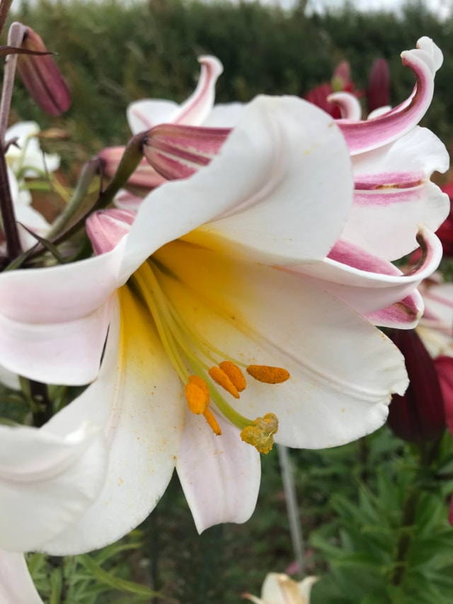 Lily Regale -  credit Taylors Bulbs