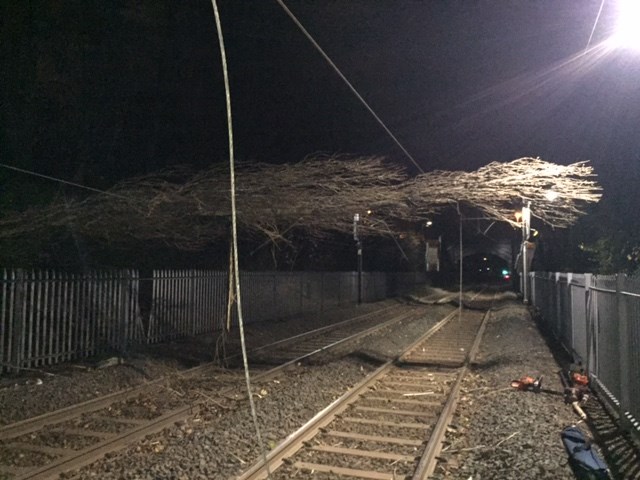 Storm damage affects train services in the West Midlands: The tree which damaged overhead line equipment at Wylde Green