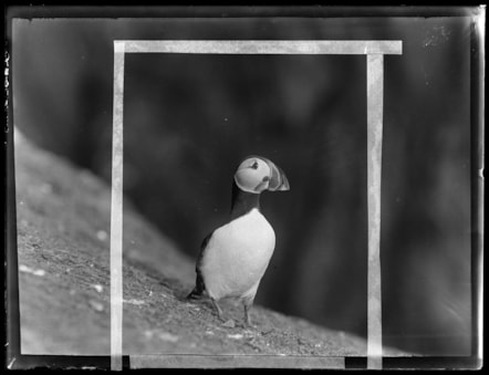 Puffin photographed on side of cliff