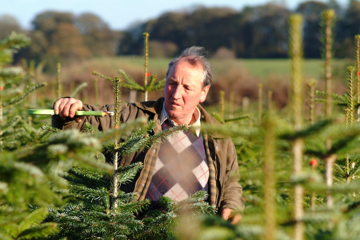 Stockeld Park Christmas Trees