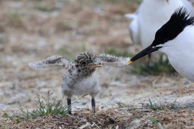Record number of chicks ringed at Forvie: Sandwich tern chick ©Catriona Reid NatureScot