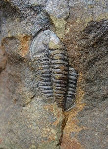 Complete trilobite fossil from Girvan, Ayrshire. ©Colin McFadyen/NatureScot: Complete trilobite fossil from Girvan, Ayrshire. ©Colin McFadyen/NatureScot