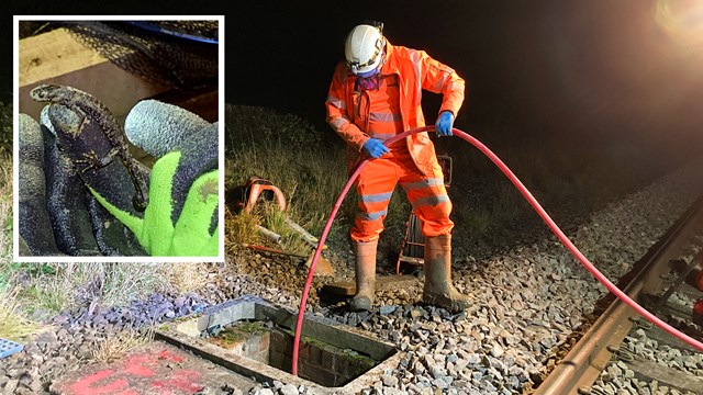 Railway rescue for legally protected great crested newts: Great Crested Newt drainage work composite