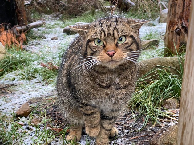 First-ever Scottish wildcat release approved: Droma  - credit Saving Wildcats