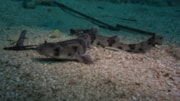 The near-threatened nursehound shark (Scyliorhinus stellaris) off the coast of Malta (Credit - Rasmus Loeth Petersen): The near-threatened nursehound shark (Scyliorhinus stellaris) off the coast of Malta (Credit - Rasmus Loeth Petersen)