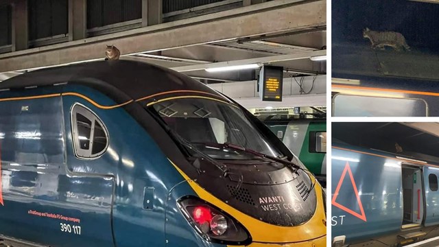 Cat avoids train surfing hitch hike from London Euston to Manchester: Cat on Avanti train roof Euston composite