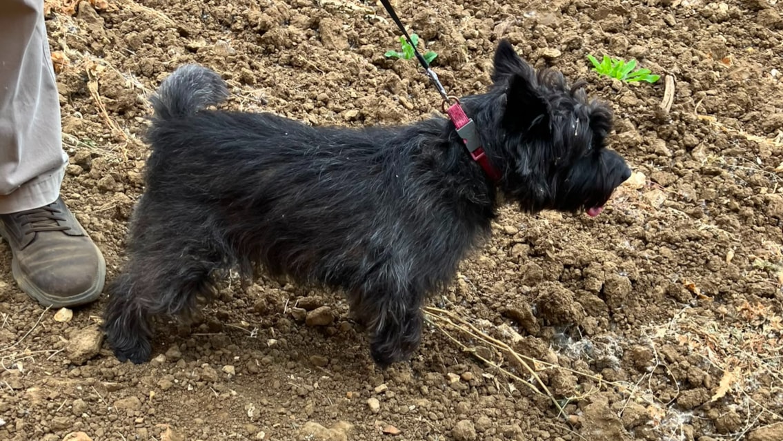 Canine caper: Network Rail helps reunite lost dog with owner: Cairn terrier 1