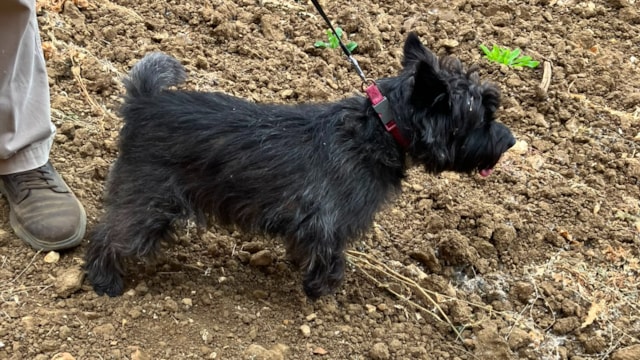 Canine caper: Network Rail helps reunite lost dog with owner: Cairn terrier 1