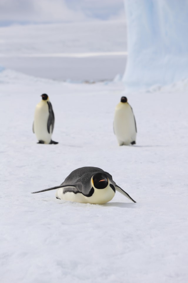 Emperor penguins Peter Fretwell, BAS