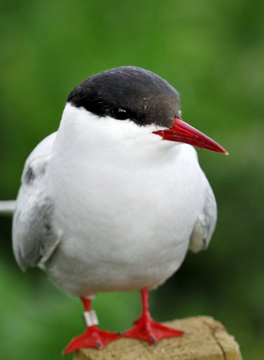 Oldest-ever tern found on north-east Scotland nature reserve: Arctic tern -D16095