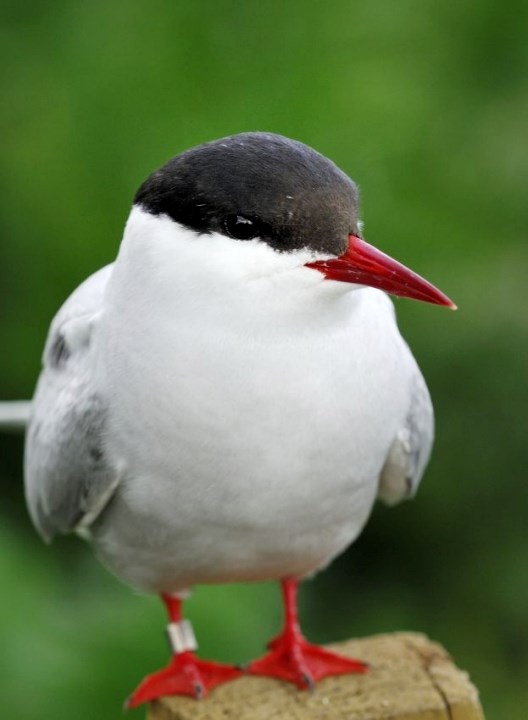 Arctic tern -D16095