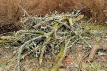 Wood stacked in to a logpile to help wildlife over winter. Free use - credit Lorne Gill-NatureScot