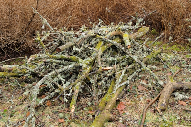 Wood stacked in to a logpile to help wildlife over winter. Free use - credit Lorne Gill-NatureScot