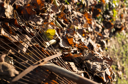 Garden waste pic leaves