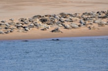 Seals at Forvie ©Lorne Gill/NatureScot: Grey seals hauled out at Forvie NNR. ©Lorne Gill/NatureScot