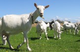 Bovine TB consultation: Agriculture-farming-livestock-goats