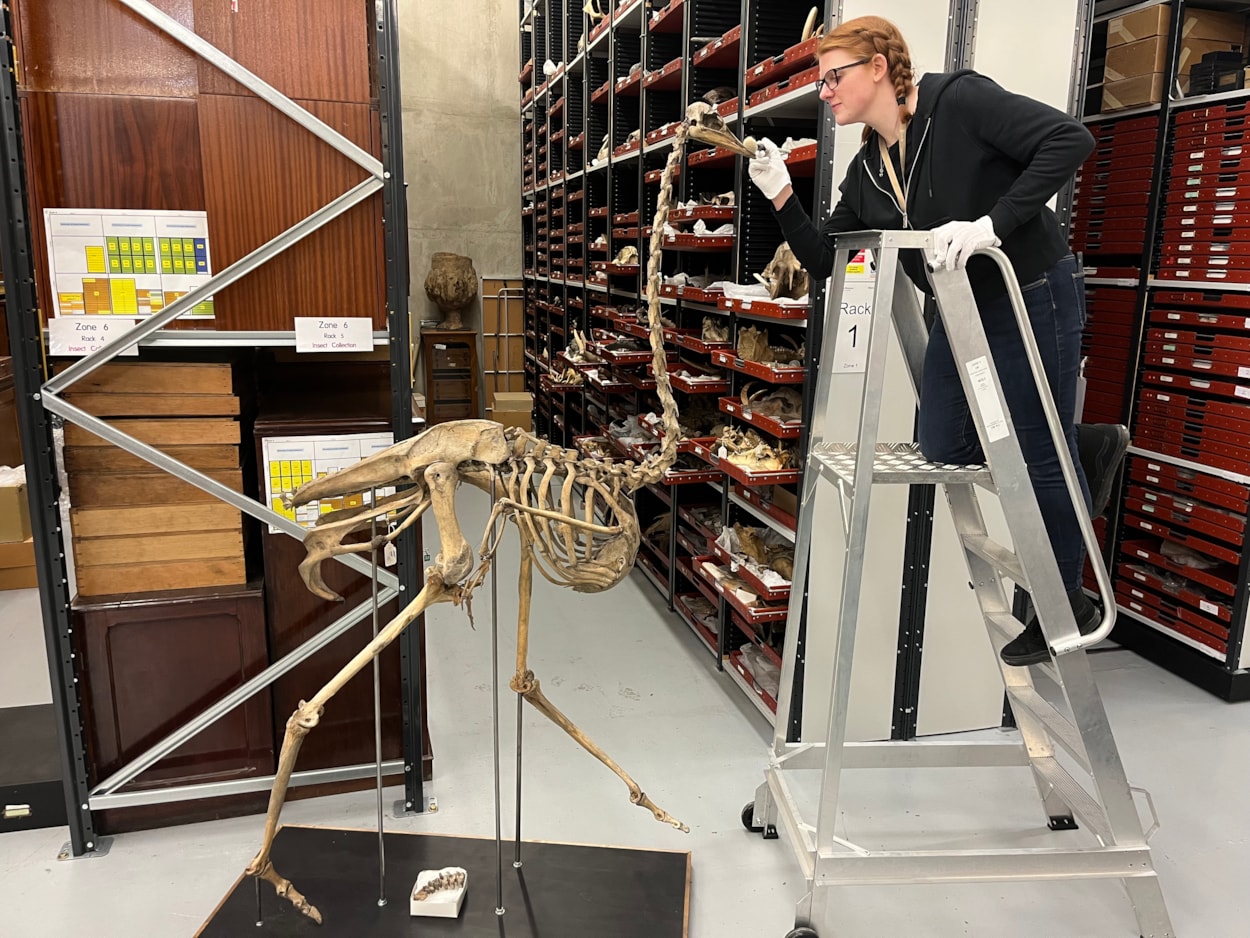 Big birds: Curator of natural sciences Sarah Burhouse conserves the towering skeleton of a full grown adult ostrich, the world’s largest bird. Believed to date from around 1841, the skeleton was repositioned for display ten years ago with the help of the Leeds Philosophical and Literary Society.