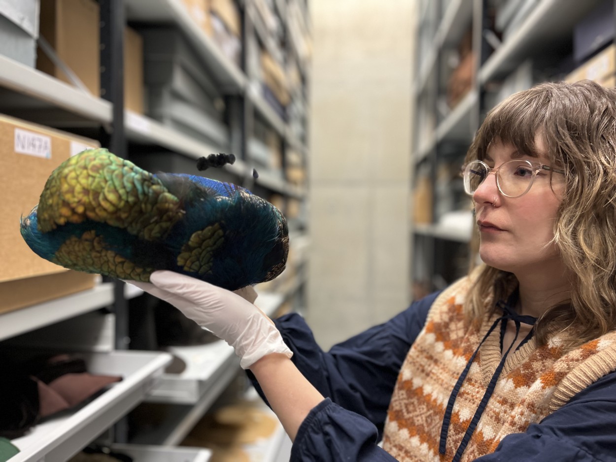 Leeds Discovery Centre hats: Leeds Museums and Galleries audience development officer Sara Merritt holds an Edwardian hat made using peacock feathers. The hat, part of the collection at Leeds Discovery Centre, dates from a time when feathers on hats were used in huge quantities.