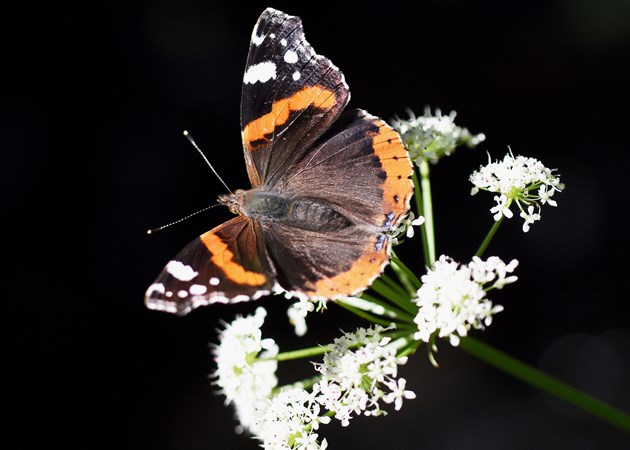 Taynish Pollinator Trail - red admiral DSC 4903 - credit Caroline Anderson SNH