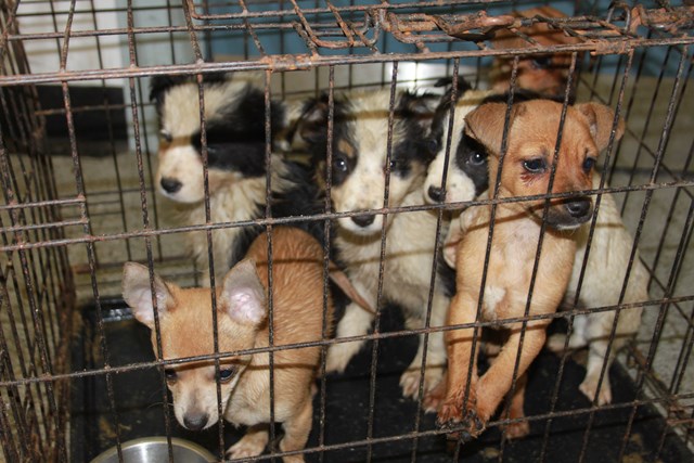 Puppy farm image 1: Illicit puppy farmers often keep dogs like these in cramped cages Picture courtesy of the Scottish Society for the Prevention of Cruelty to Animals